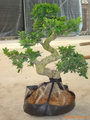 راهنمای نگهداری و پرورش گل و گیاهان زینتی - فیکوس میکروکارپا